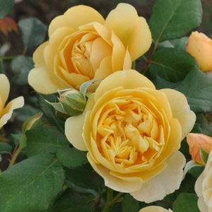 Világos sárga - virágágyi floribunda rózsa
